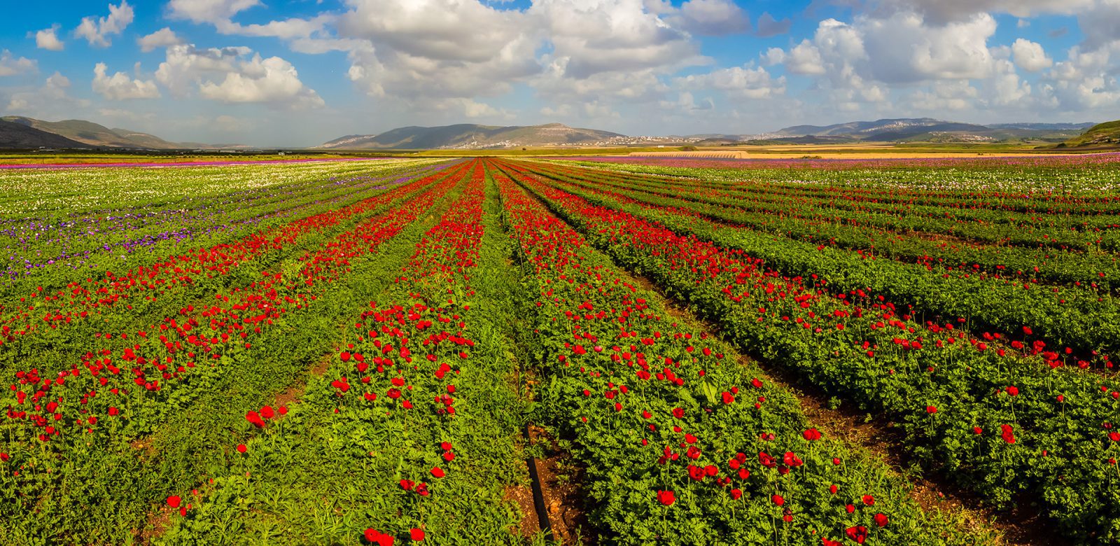 ייעוץ סביבתי